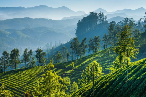 Darjeeling On Mountain