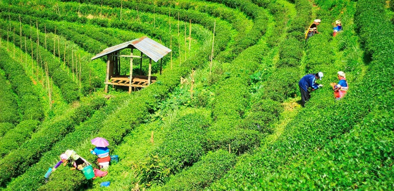 Walk Through Tea Gardens