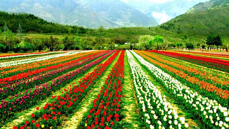 Kashmir Tour Packages: Discover Paradise on Earth