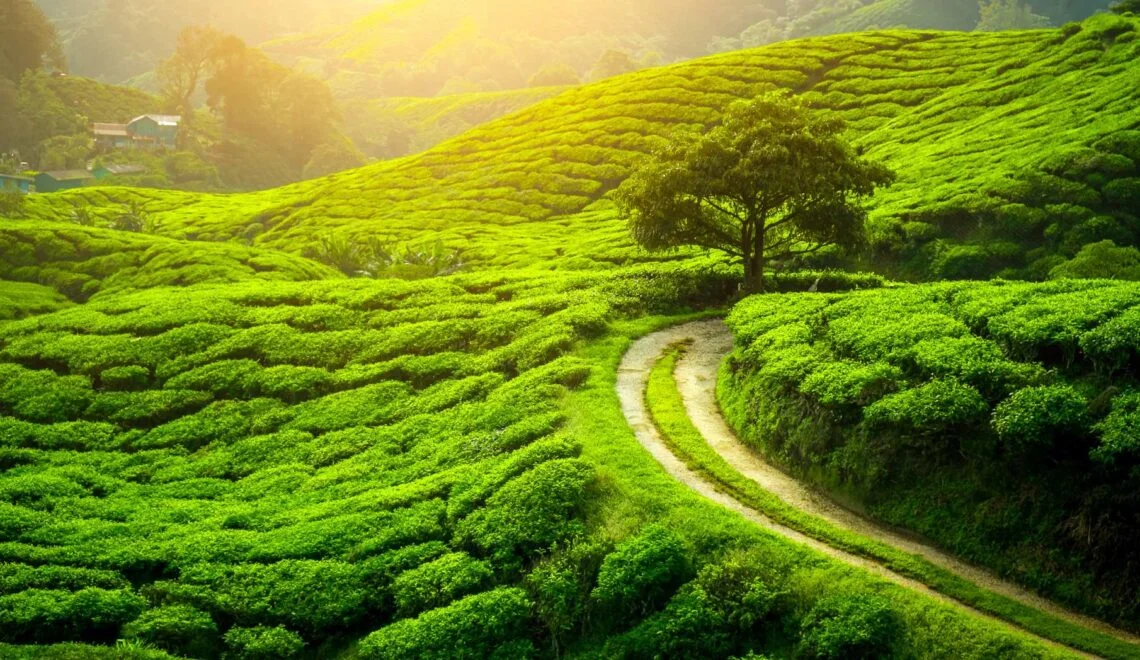 4 Days Darjeeling Tour Package