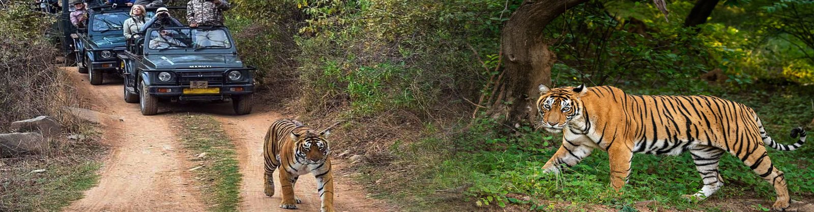 Wildlife