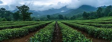 Darjeeling Tour Packages