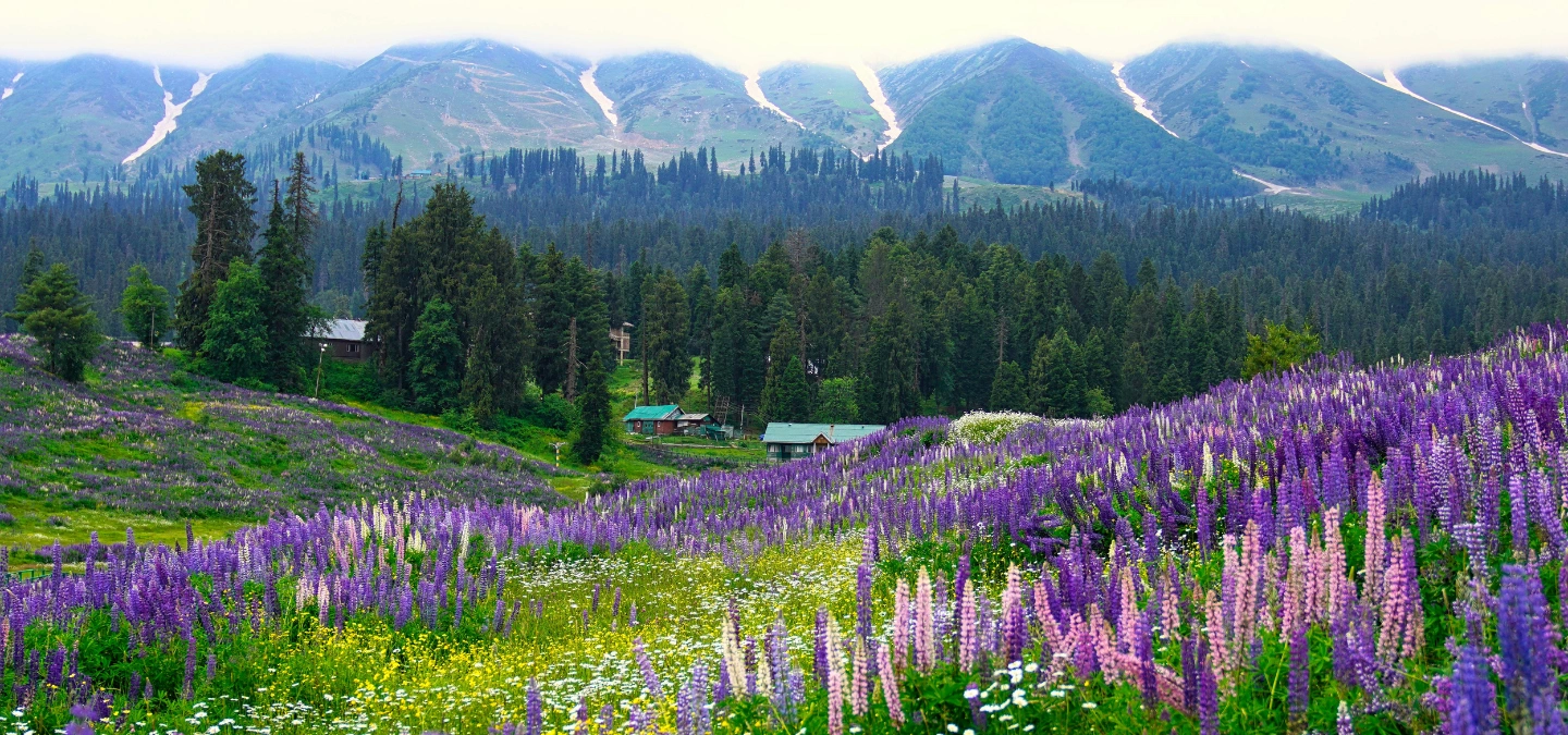 Srinagar Gulmarg Tour Package